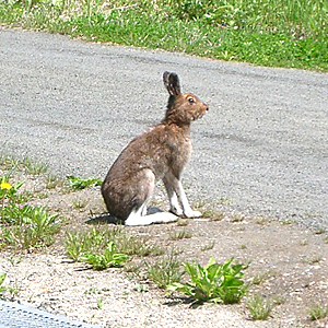 雪ウサギ ユキウサギ 35 | HANSA